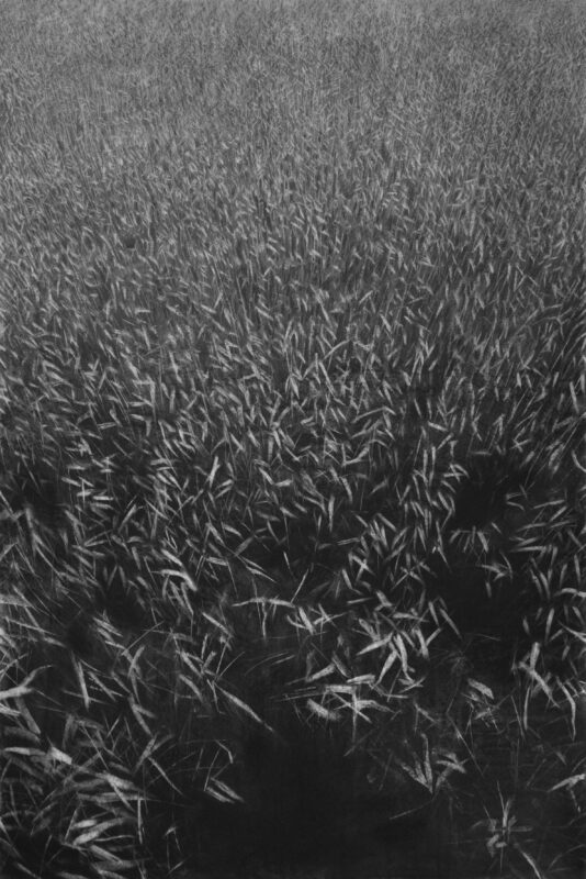 Miholcsa Dávid - Reedbed
